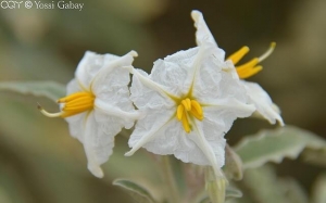 סולוניום זיתוני