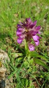 סחלב פרפרני