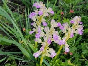 סחלב פרפרני