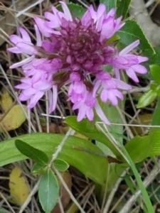 סחלב-שלוש-השיניים