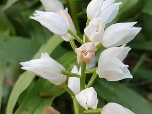 סחלבן החורש