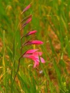 סייפן התבואה