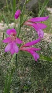 סייפן-התבואה