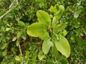 סלוודורה פרסית