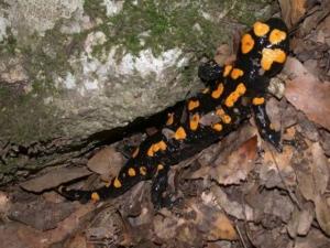 סלמנדרה כתומה