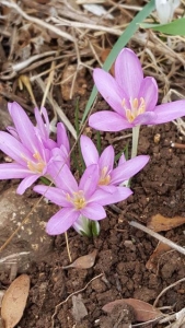 סתוונית היורה