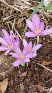 סתונית היורה