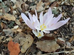 סתונית מבכירה