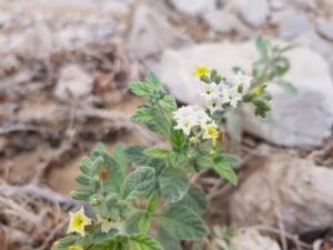 עוקץ העקרב המדברי