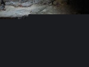 עטלפים במערת התאומים