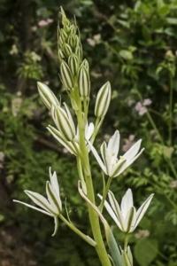 עירית-גדולה