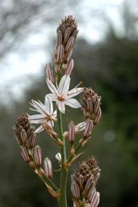 עירית גדולה