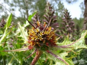 עכובית הגלגל