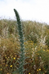 עכנאי מגובב