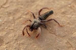 עכשוב חופרן