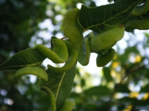 עפצים באלון