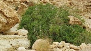 עץ הסלוודורה הפרסית