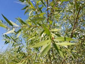 ערבה מחודדת