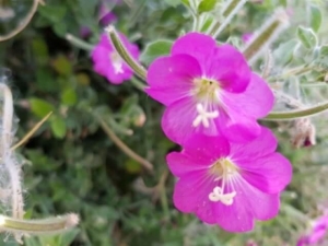 ערברבה שעירה