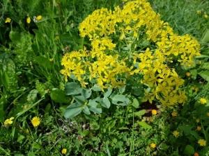 ערטנית השדה