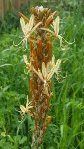 עריוני-צהוב