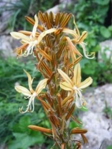 עריוני צהוב