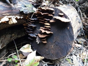 פטריות על עץ