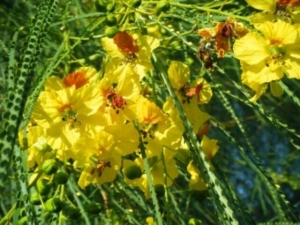 פרקינסוניה שיכנית