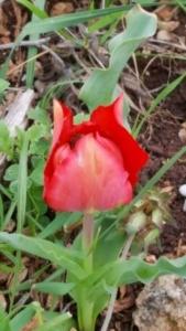 צבעוני-ההרים