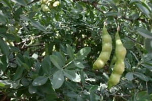 צחנן מבאיש