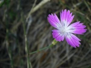 צפורן חד שנתית