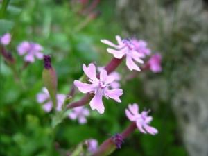 צפורן מצרית