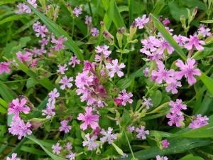 צפורנית מצרית