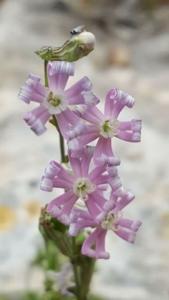 צפורנית-מצרית