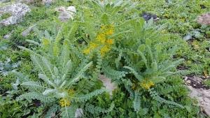 קדד גדול פרי