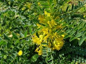 קדד גדול פרי