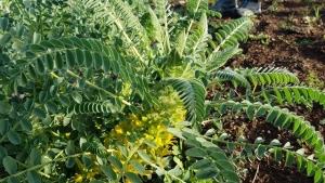 קדד גדול פרי