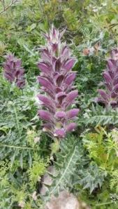 קוציץ-סורי-אקנתוס