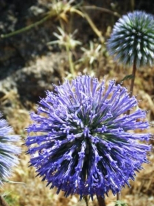 קיפודן גיירו