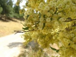 שיטה מלבינה