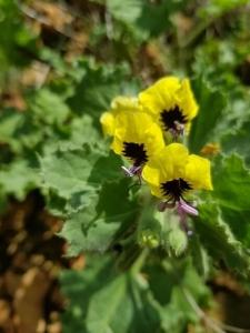 שיכרון זהוב