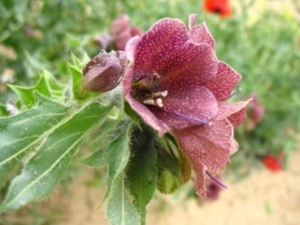 שכרון המדבר