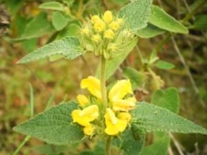 שלהבית דביקה