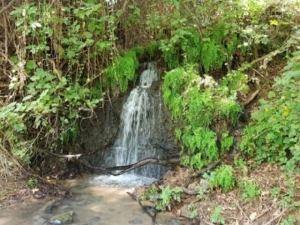 שמורת נחל שניר