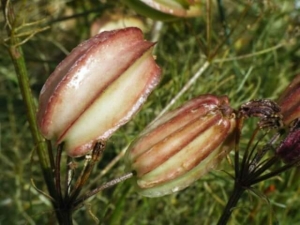 שעמון המצולע