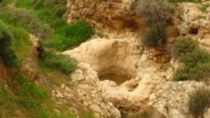 -שקמה-353g26u6fx2v15k7dqg5xc