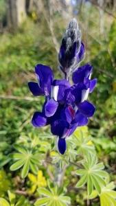 תורמוס ההרים