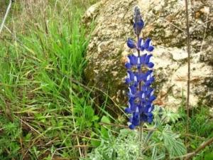 תורמוס ההרים