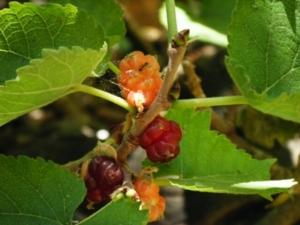 תות שאמי - תות דמשקאי