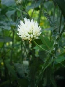 תלתן אלכסנדרוני